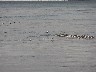 More gathering of the eider ducks
