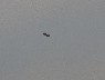 Sea Eagle