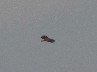 Sea Eagle 2