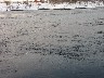 The ducks keep disappearing very quickly