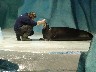 Checking their teeth
