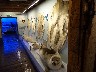 Seal skins in the museum