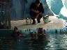 Seals at Polaria
