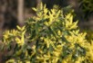 Mimosa in flower