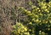 Mimosa tree