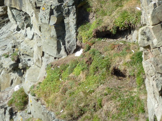 Bird nesting gull