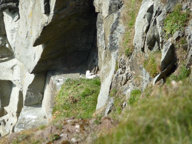 Bird nesting gulls2