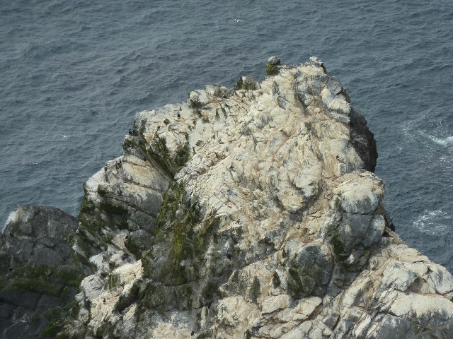 Birds at Sumburgh Head