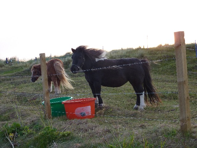 Blowy evening walk Shetland ponies