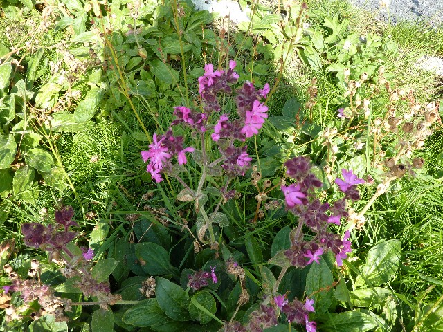 Flowers - campion