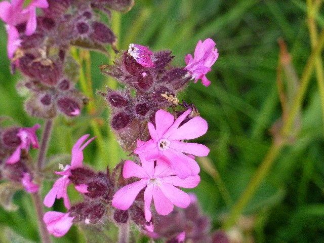 Flowers Lerwick ragged robin