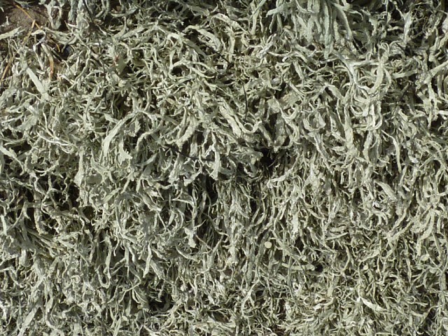 Lichen 1