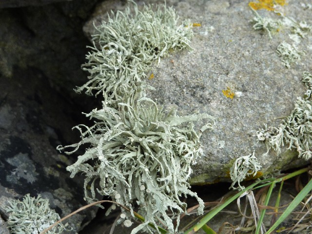 Lichen 2