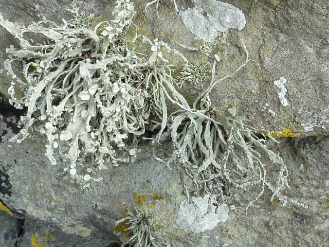 Lichen 3