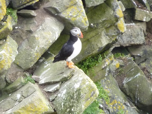 Puffin 2