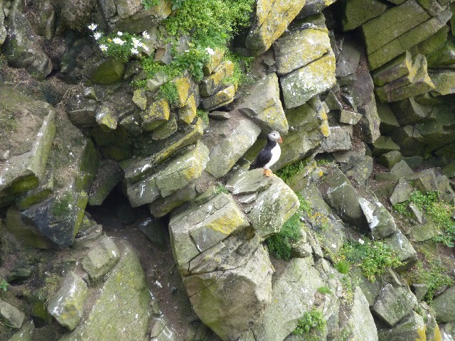Puffin 3