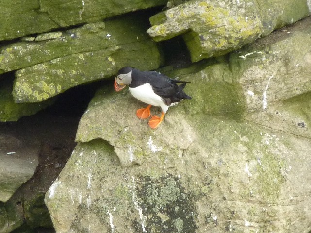 Puffin 4