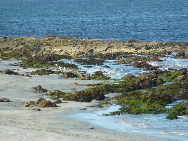 Birds in the sea at Scatness