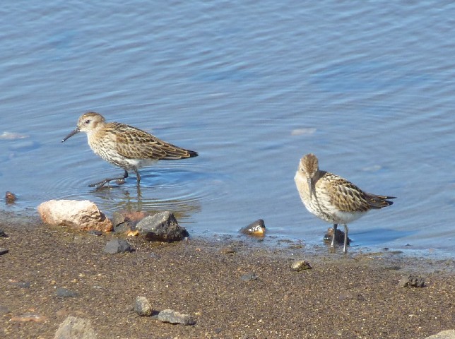 Dunlins 1