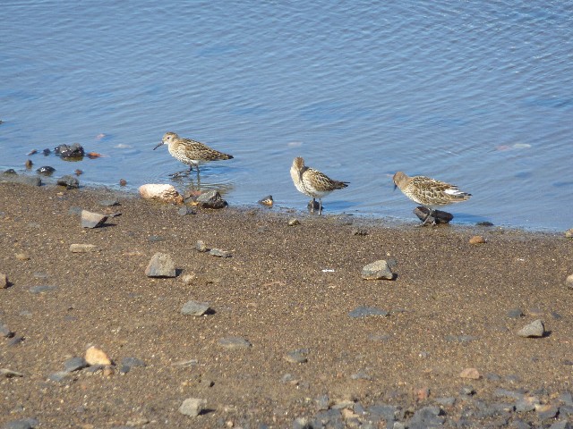 Dunlins 2