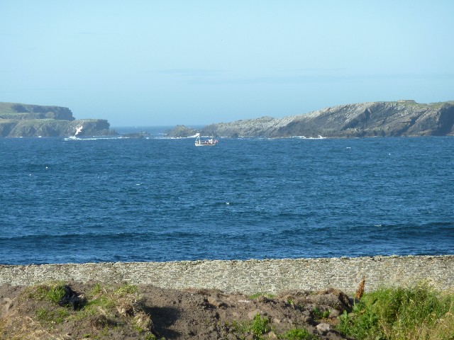 Gannet and fisherman display in front of Sumburgh Hotel
