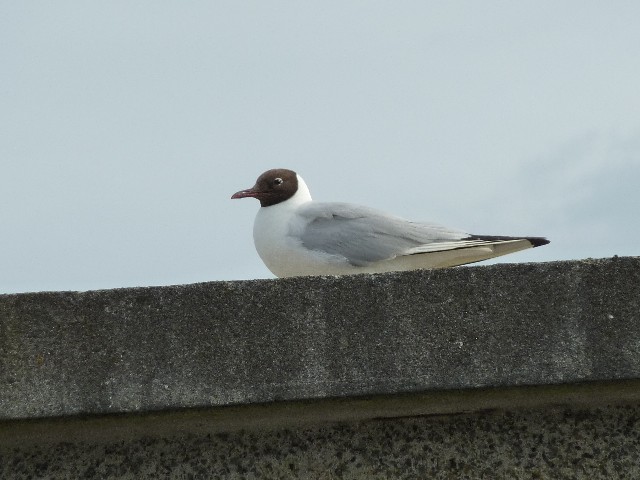 Black headed gull
