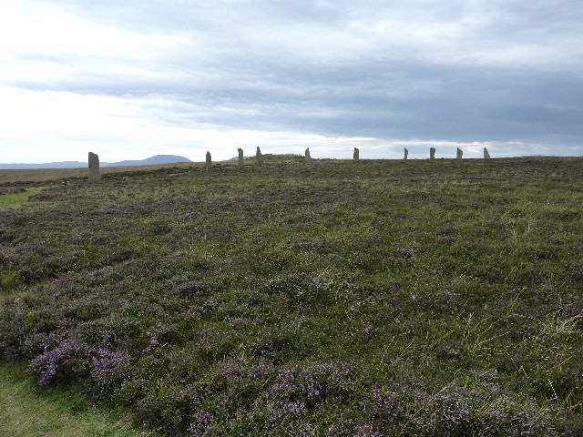 Brodgar showing the heather