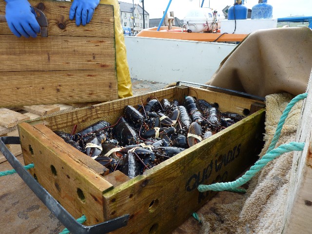 Freshly caught lobsters