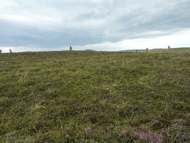 Use for flower picture