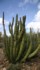 Desert museum organ pipes