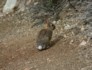 Jackrabbits in the rough