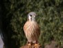 Kestrel