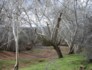 Montezumas castle - Arizona sycamores