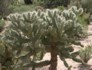 Sabino Canyon Cactus 2