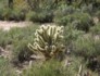 Sabino Canyon Cactus 3