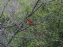 Sabino Canyon Cardinal