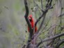 Sabino Canyon birds