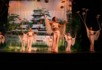 Plate spinning at the Acrobatics show