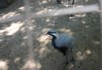 A crane in the aviary