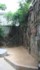 A banyan tree