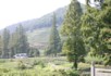Dragon Well Tea Farm