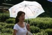 Lily at the tea farm
