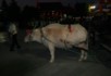 Song Park horse substitute