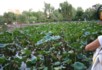 Song Park lotus garden