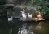 Orchid pavillion geese