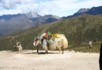 Yak ride