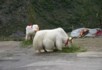 Grazing yaks