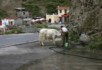 Washing a yak