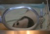 A panda in an incubator