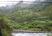 Terraced cabbage patches